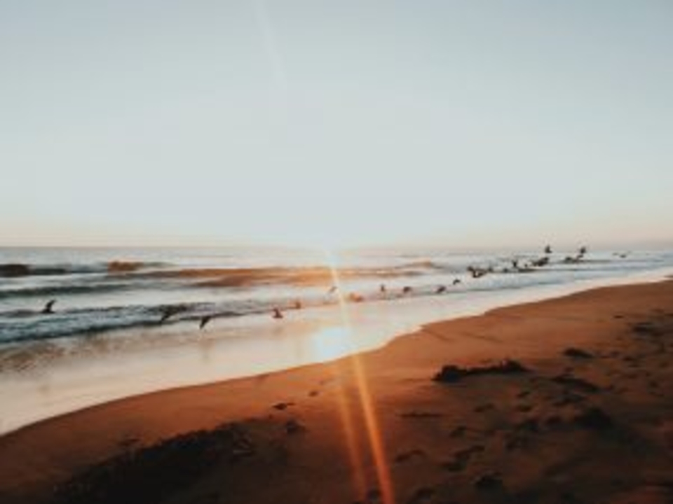 Beach and birds